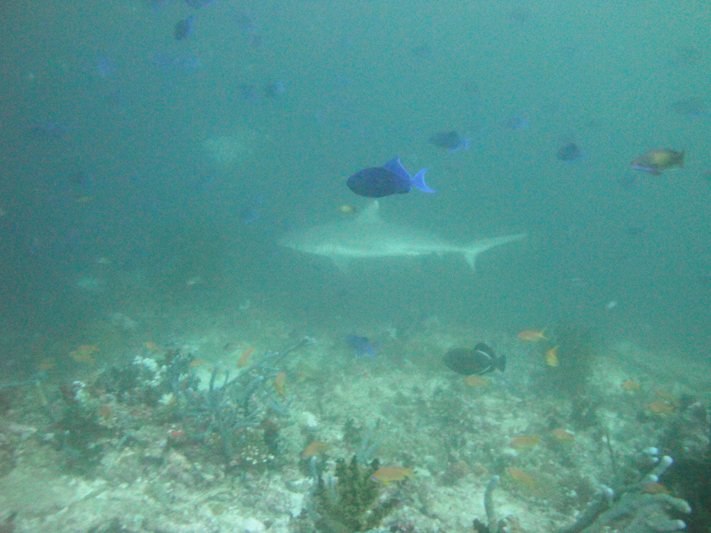 DSC01231.JPG