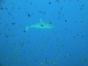 Filename=DSC00036.JPG
Filesize=238KiB
Dimensions=1024x768
Date added=Dec 27, 2016 DSC00036.JPG