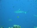 Filename=DSC00040.JPG
Filesize=242KiB
Dimensions=1024x768
Date added=Dec 27, 2016 DSC00040.JPG