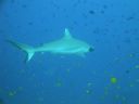 Filename=DSC00051.JPG
Filesize=252KiB
Dimensions=1024x768
Date added=Dec 27, 2016 DSC00051.JPG