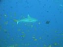 Filename=DSC00054.JPG
Filesize=235KiB
Dimensions=1024x768
Date added=Dec 27, 2016 DSC00054.JPG