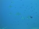 DSC00078.JPG