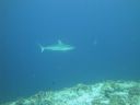 DSC00113.JPG