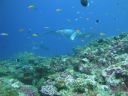 DSC00241.JPG