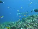 DSC00252.JPG