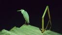 DSC00462-2.jpg