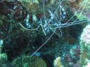 DSC00515.JPG