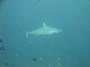 DSC00528.JPG