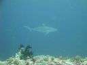 DSC00530.JPG