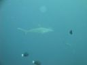 DSC00533.JPG