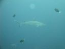 DSC00534.JPG