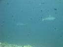 DSC00538.JPG