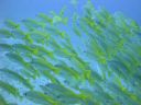 DSC00557.JPG