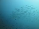 DSC00607.JPG