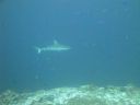 DSC00728.JPG