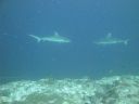 DSC00729.JPG