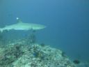 DSC00734.JPG