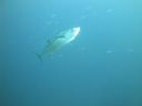 DSC00737.JPG