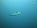DSC00738.JPG