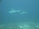 DSC00743.JPG