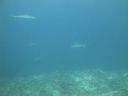 DSC00745.JPG