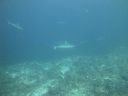 DSC00751.JPG