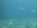 DSC00757.JPG