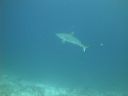 DSC00768.JPG