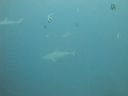 DSC00783.JPG