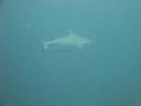 DSC00785.JPG
