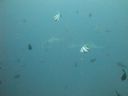 DSC00787.JPG