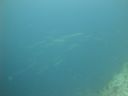 DSC00795.JPG