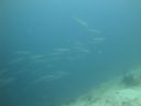 DSC00797.JPG