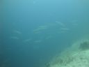 DSC00798.JPG