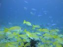 DSC00825.JPG