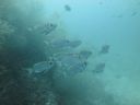 DSC00886.JPG