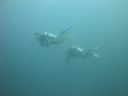 DSC00887.JPG