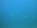 DSC00908.JPG