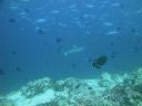 DSC00911.JPG