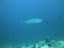 DSC00915.JPG