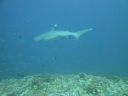 DSC00930.JPG
