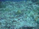 DSC00935.JPG