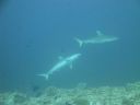 DSC00939.JPG