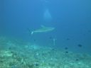 DSC01077.JPG
