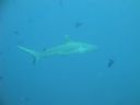 DSC01081.JPG