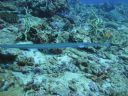DSC01083.JPG