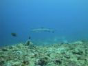 DSC01088.JPG