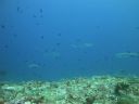 DSC01089.JPG