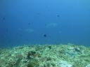 DSC01091.JPG