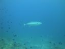 DSC01103.JPG